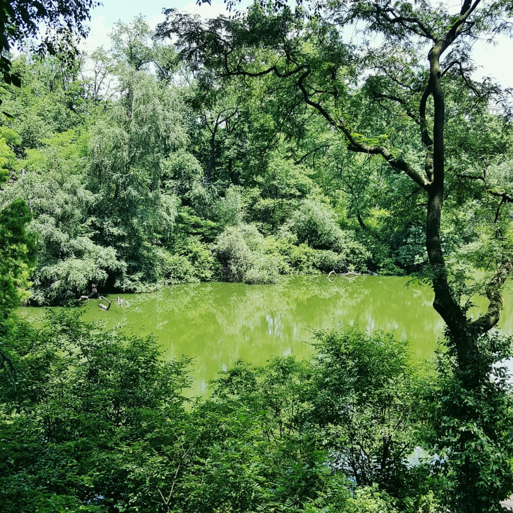 the grass is greener in central park